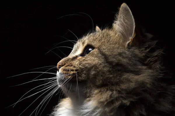 Schöne flauschige Katze auf schwarzem Hintergrund — Stockfoto