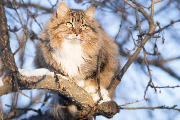 Vinter porträtt av en katt på ett träd — Stockfoto