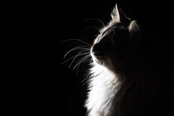 Outline silhouette portrait of beautiful fluffy cat on a black background — Stock Photo, Image