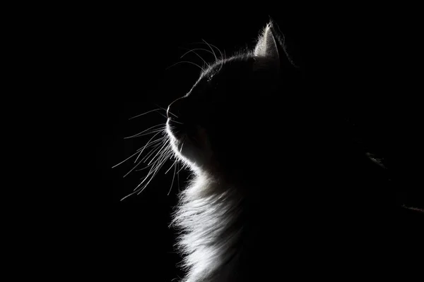 Szerkezeti silhouette portréja a fekete háttér gyönyörű bolyhos macska — Stock Fotó