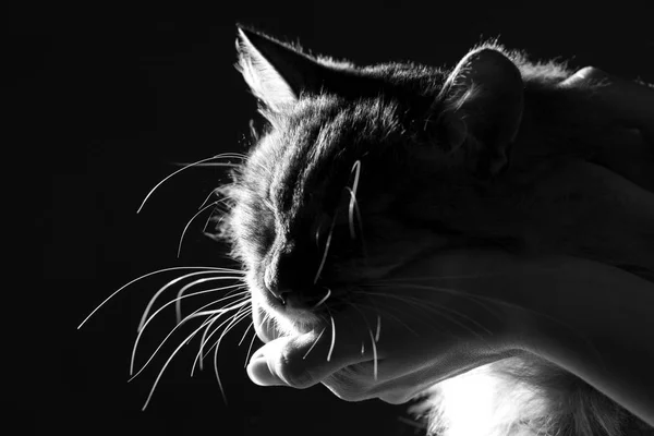 Silhouette of a cat laid the head on the woman's hand — Stock Photo, Image
