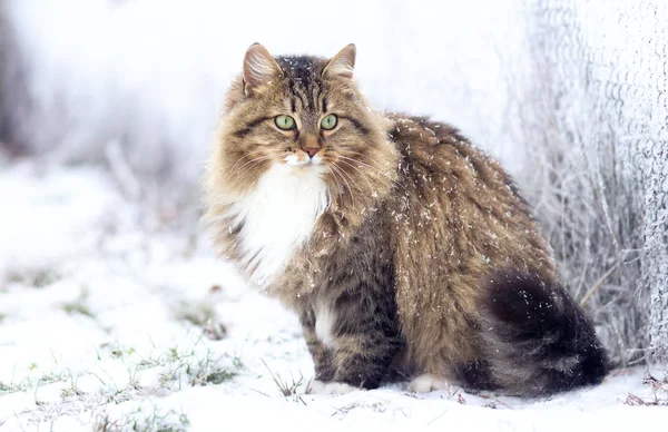 Siberian kedi kış portresi — Stok fotoğraf