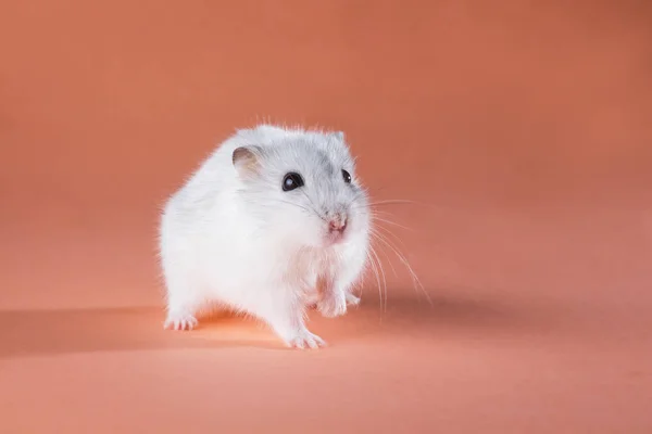 Foto van de schattige Jungar hamster wandelen — Stockfoto