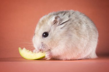 Yeşil elma dilim çiğneme hamster