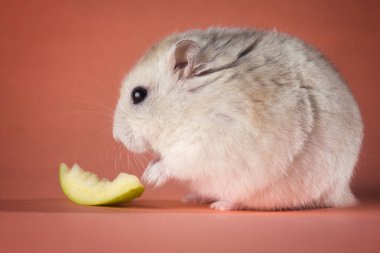 Çungar hamster bir dilim elma ile