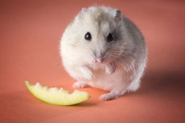 Jungar hamster with a slice of apple — Stock Photo, Image