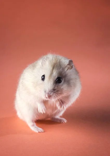 Arka ayakları üzerinde duran ev fare — Stok fotoğraf