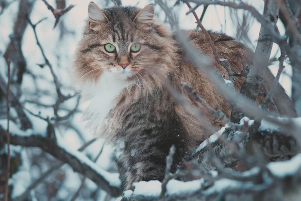 Vinter porträtt av en vacker Sibirisk katt — Stockfoto