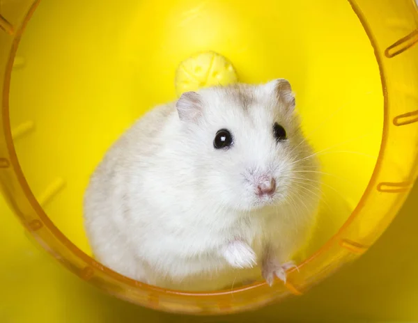 Hamster pet sitting at the wheel for running — Stock Photo, Image