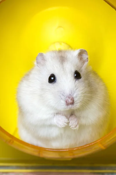 Hamster pet sitter vid ratten för löpning — Stockfoto