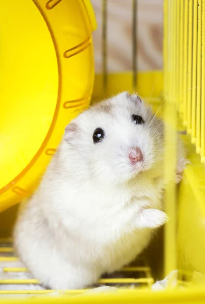 Tykt hjem, kronblad. Jungelhamster sitter i et bur. – stockfoto