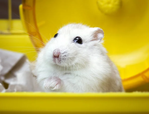 Tjocka hem pet-Jungar hamster sitter i en bur — Stockfoto