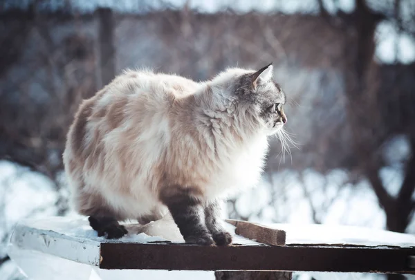 雪の中で猫の冬の肖像 — ストック写真