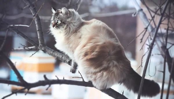 Retrato de invierno de un gato en la nieve —  Fotos de Stock