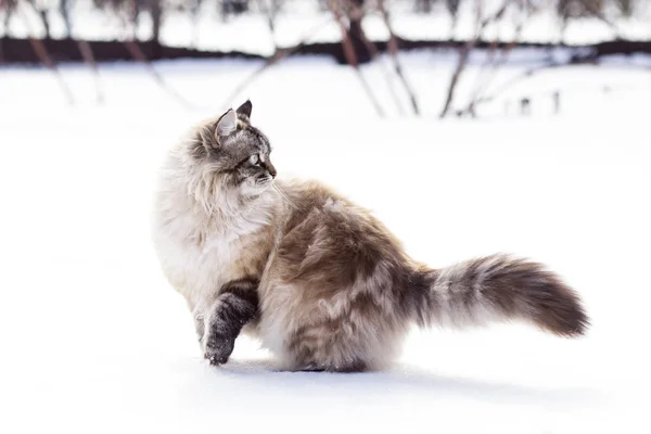 Bir kedi içinde belgili tanımlık kar kış portresi — Stok fotoğraf