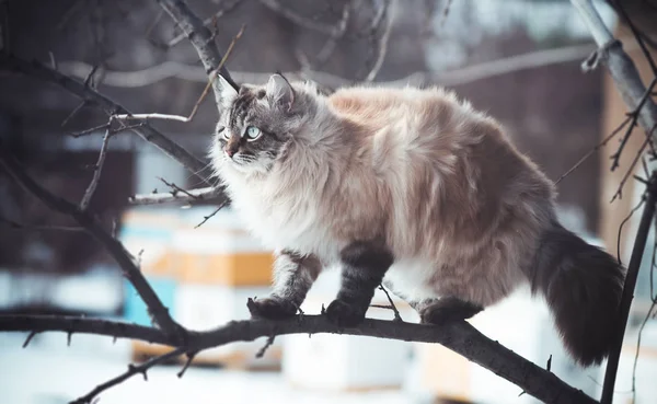 Retrato de inverno de um gato na neve — Fotografia de Stock