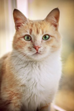 Kızıl saçlı bir kedi bir pencere arka planda portresi