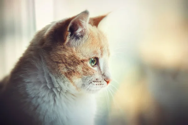 Retrato de un gato rojo mirando en la ventana — Foto de Stock