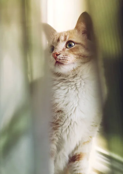 Retrato de um gato vermelho-branco em um peitoril da janela — Fotografia de Stock