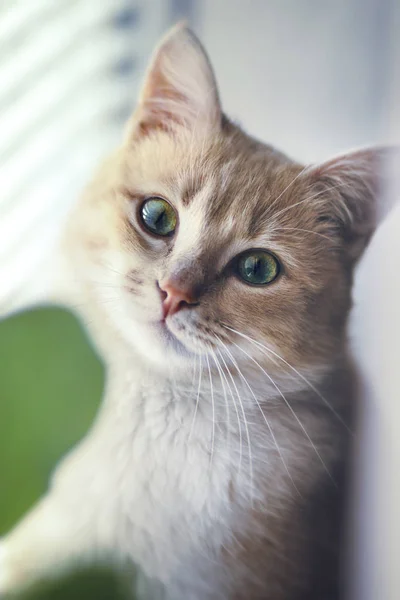 Retrato de un gato rojo en el alféizar de la ventana — Foto de Stock