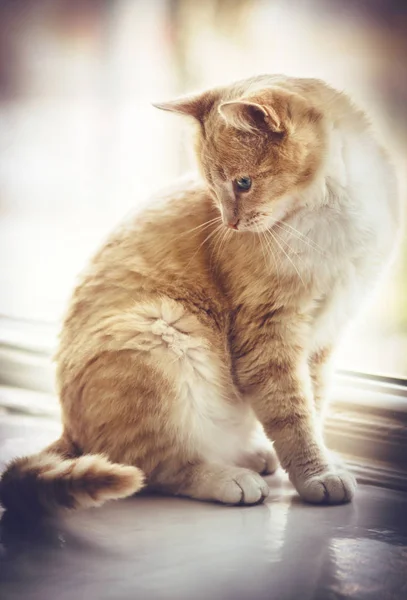Macska ül az ablakpárkányon portréja — Stock Fotó
