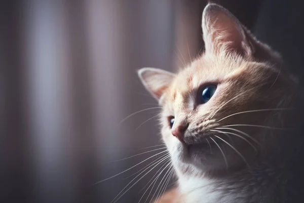 Retrato vintage de um gato ruivo — Fotografia de Stock