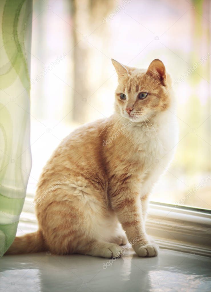 Portrait of a red cat sitting on a windowsill