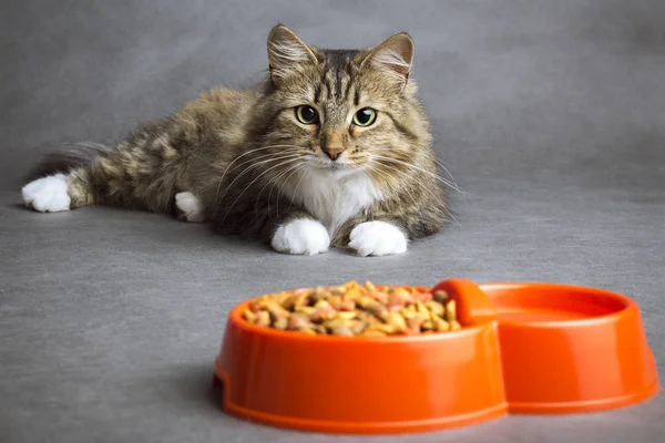 Portrét kočka domácí pohledu na mísu s jídlem — Stock fotografie