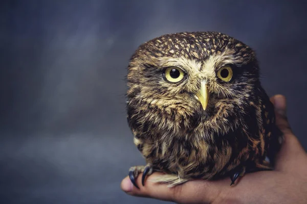 Portrait d'un hibou apprivoisé sur le bras — Photo