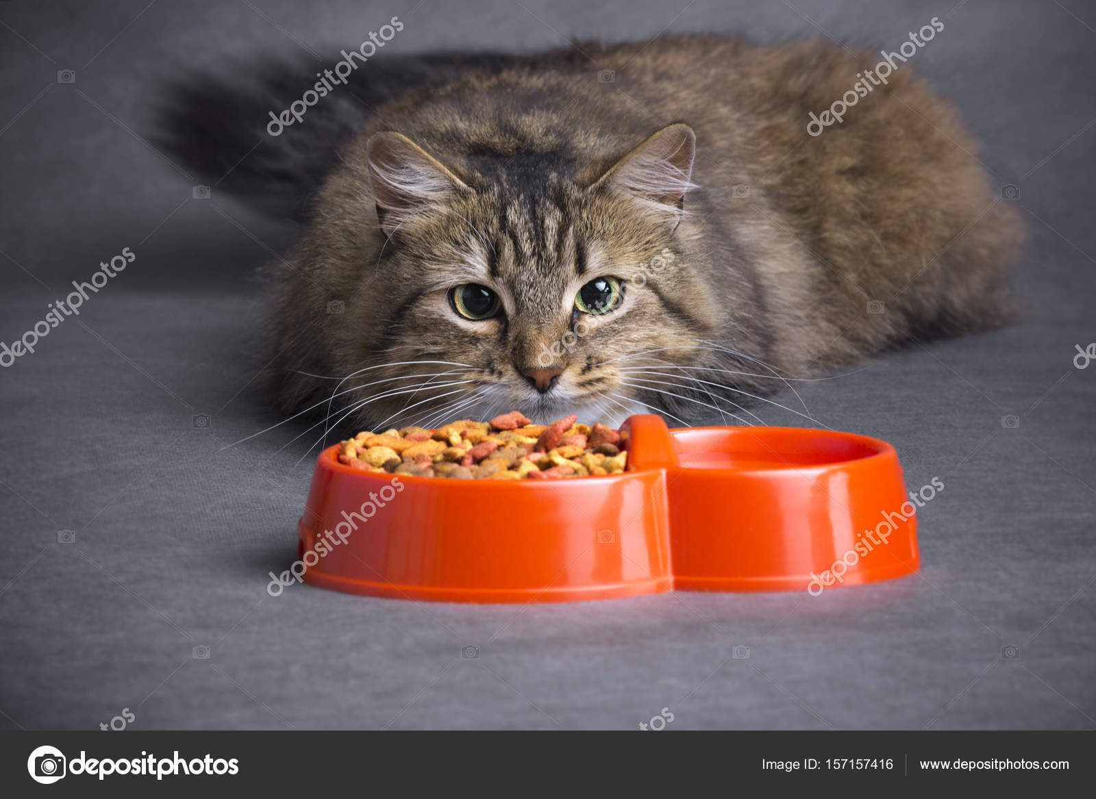 Миска для кота. Кошка кушает. Кошка ест корм. Еда для кошек. Кот кушает.