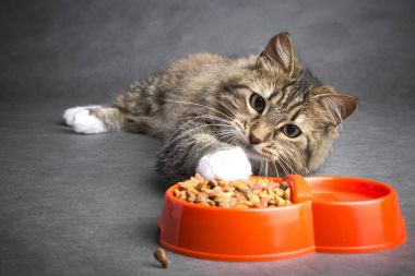 kedi onun pençe bir kase yemek için çeker.