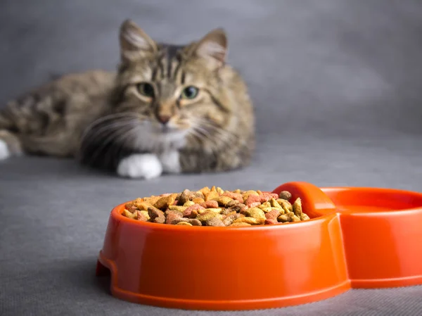 Portrét kočky pohledu na misku s jídlem — Stock fotografie