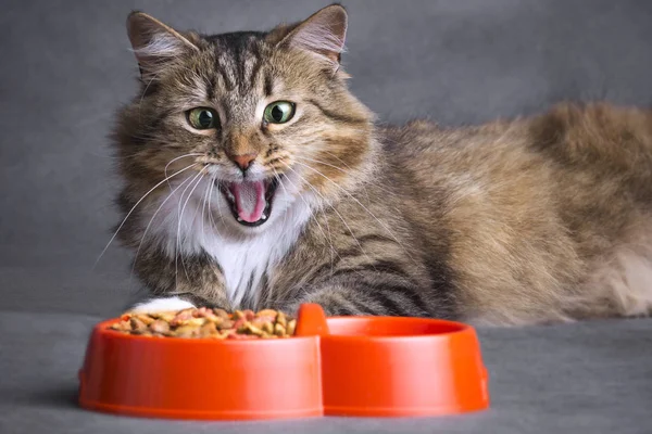 Portret van een kat lookinon een kom vol voedsel — Stockfoto