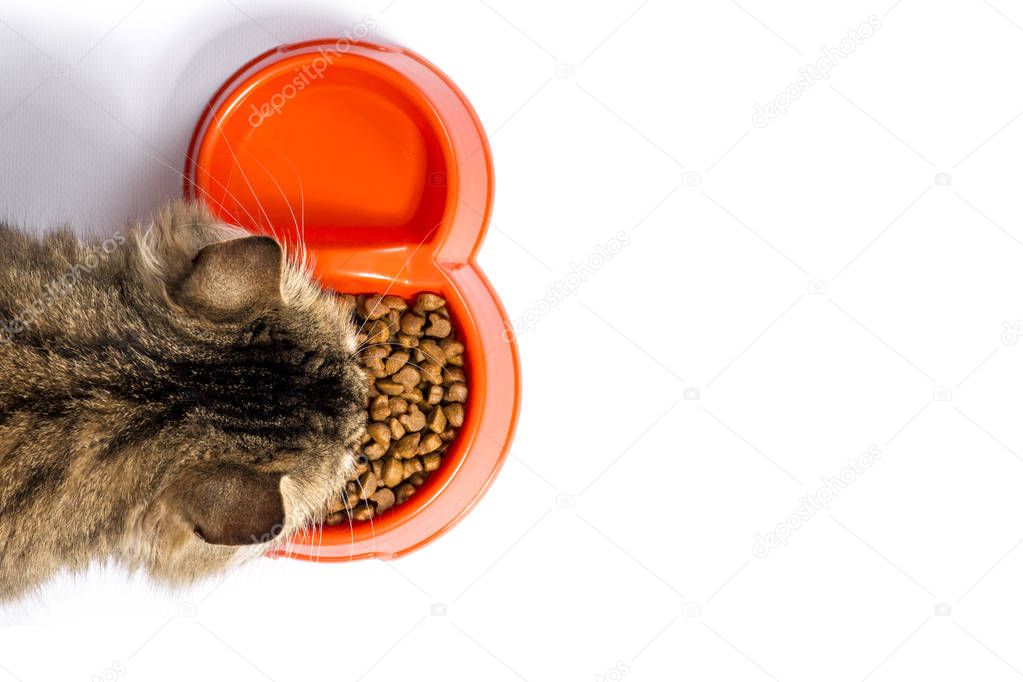 tabby cat eats food from a bowl on a white background