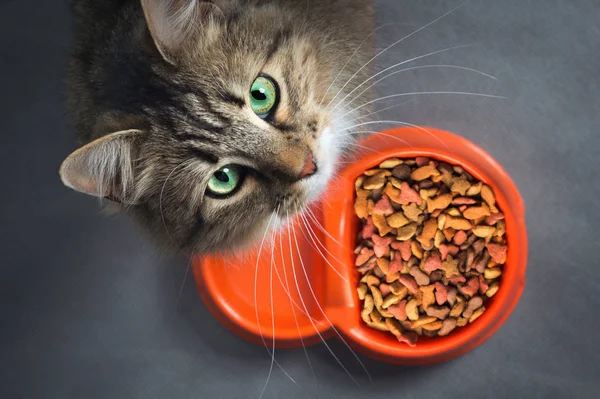 Kočka u misky s jídlem vzhlédl — Stock fotografie