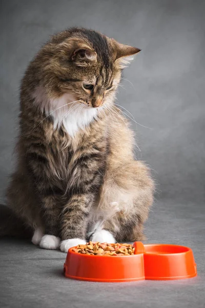 Портрет кота, смотрящего на миску с едой — стоковое фото
