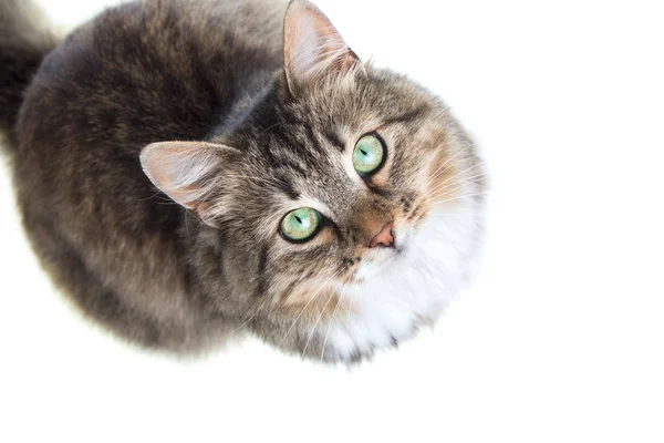 Portréja egy macska keresi fel — Stock Fotó