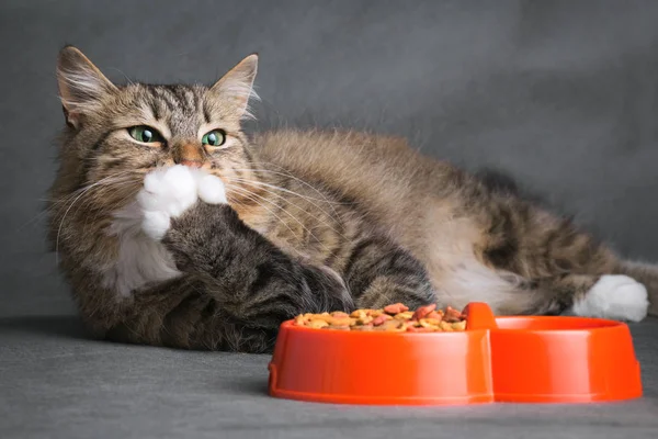 Retrato de um gato lambendo sua pata depois de comer — Fotografia de Stock