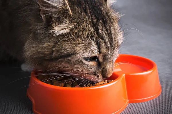 Portret van een kat een droge dierlijk voedsel eten uit een kom — Stockfoto