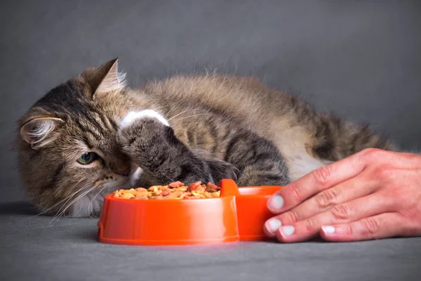 Man'a hand beweegt een kom van voedsel voor de kat — Stockfoto