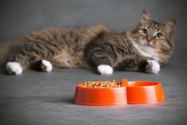 Podobizna nadýchaný domácí kočka, která vypadá se zájmem na mísy plné suché potravy — Stock fotografie