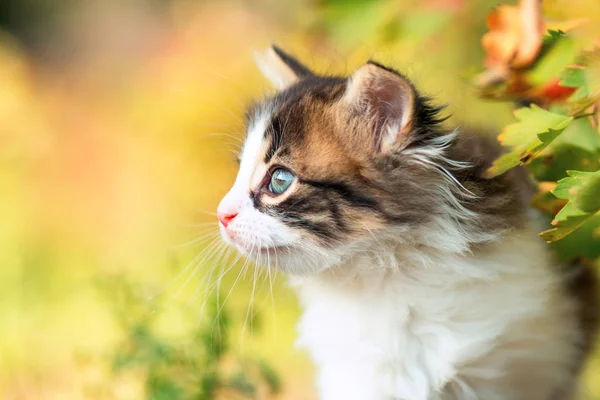 Autumn profile portrait of a cute little fluffy kitten climbing on a tree branch in the nature — Stock Photo, Image