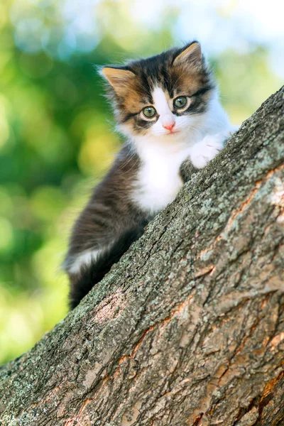 Portrait of a cute little fluffy kitty climbing on a tree branch in the nature — Stock Photo, Image