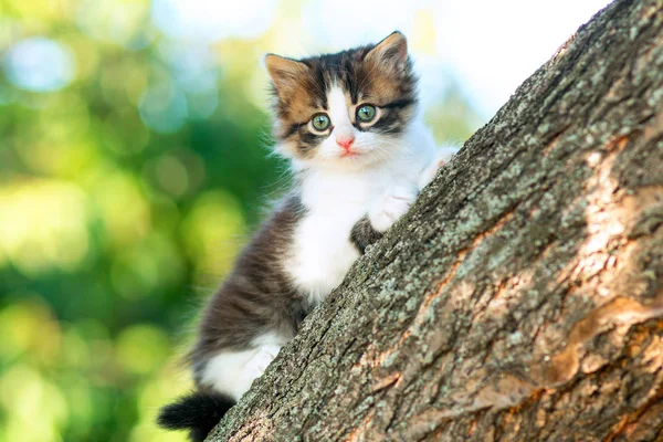 Portrait of a cute little fluffy kitten climbing on a tree branch in the nature — Stock Photo, Image