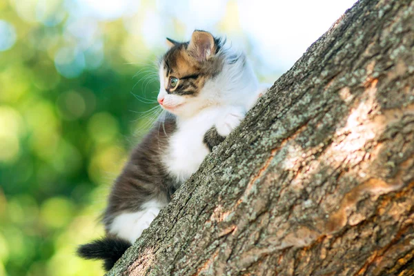 Portréja egy aranyos kis vicces cica felmászni egy fa ága, a természetben — Stock Fotó