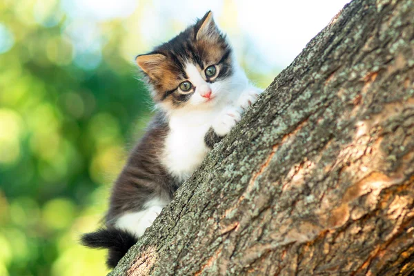 Portrait of a cute little fluffy kitty climbing on a tree branch in the nature — Stock Photo, Image