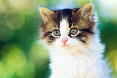 doğa bir bokeh adam üzerinde de küçük tüylü kedi portresi