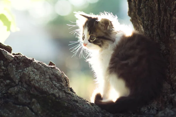 Ritratto di un gattino su un albero davanti al sole — Foto Stock