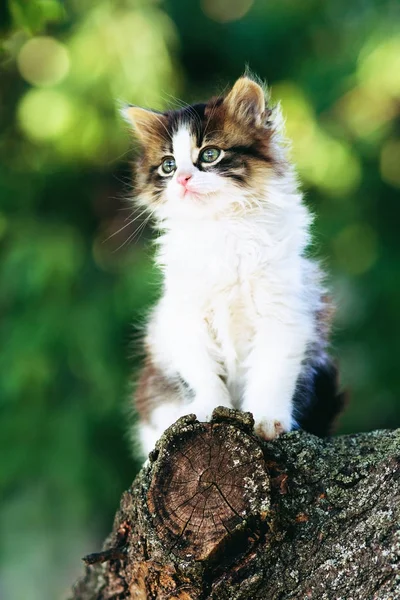 Porträt eines Kätzchens, das auf einem Ast in einem Garten vor grünem Laub sitzt — Stockfoto