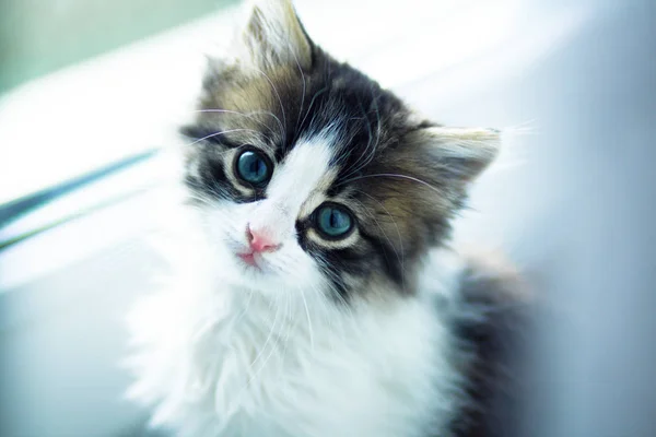 Retrato de gatinho pequeno sentado no peitoril da janela perto da janela e olhando para cima — Fotografia de Stock